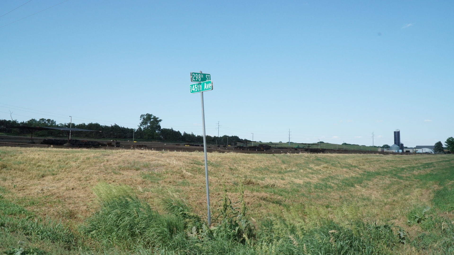 298th Street and 145th Avenue cattle